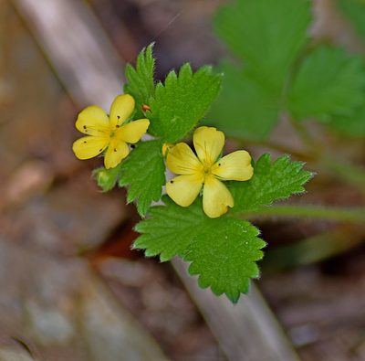 Aremonia agrimonoides, photographed by Kostas Zontanos