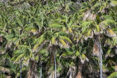 Howea forsteriana, photographed by dhfischer