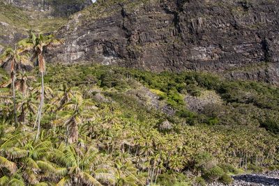 Howea forsteriana, photographed by dhfischer