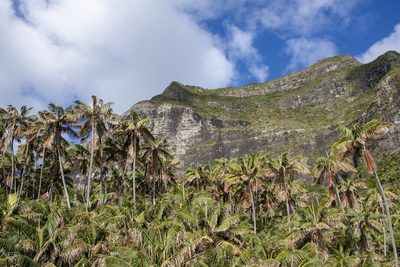 Howea forsteriana, photographed by dhfischer