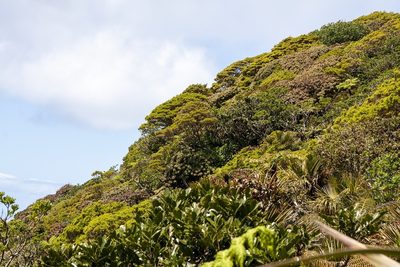 Lepidorrhachis mooreana, photographed by dhfischer