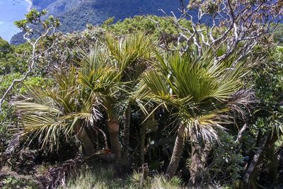 Lepidorrhachis mooreana, photographed by dhfischer