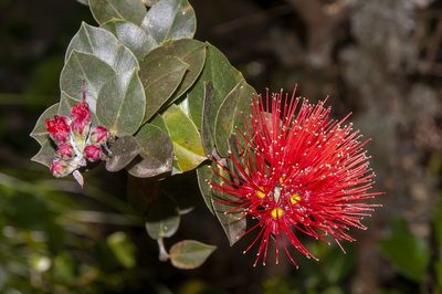 Metrosideros nervulosa, photographed by dhfischer