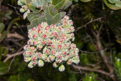 Metrosideros nervulosa, photographed by dhfischer