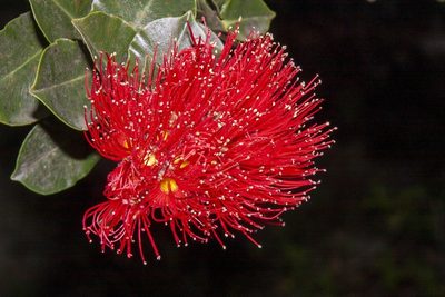 Metrosideros nervulosa, photographed by dhfischer