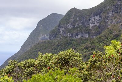 Metrosideros nervulosa, photographed by dhfischer