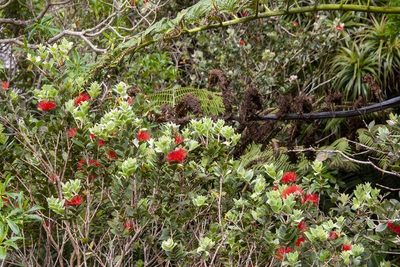 Metrosideros nervulosa, photographed by dhfischer