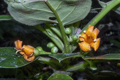 Negria rhabdothamnoides, photographed by dhfischer