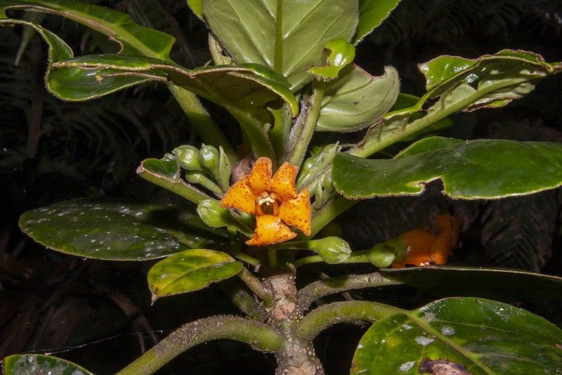 Negria rhabdothamnoides, photographed by dhfischer