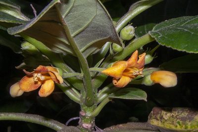 Negria rhabdothamnoides, photographed by dhfischer