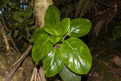 Negria rhabdothamnoides, photographed by dhfischer