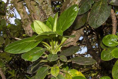 Negria rhabdothamnoides, photographed by dhfischer