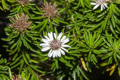 Olearia ballii, photographed by dhfischer