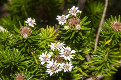 Olearia ballii, photographed by dhfischer