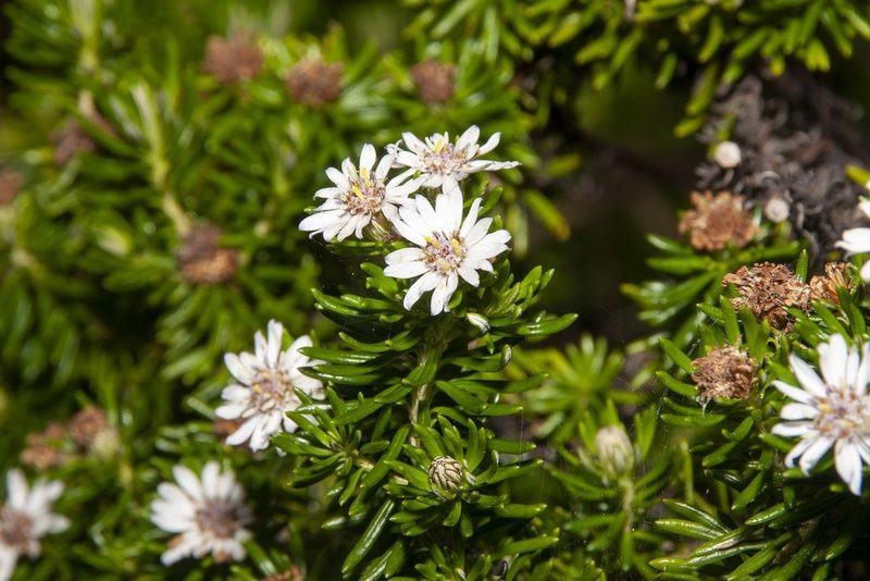 Olearia ballii, photographed by dhfischer