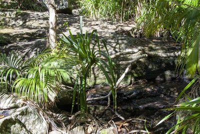 Pandanus forsteri, photographed by dhfischer