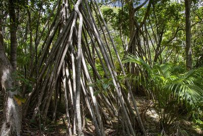 Pandanus forsteri, photographed by dhfischer
