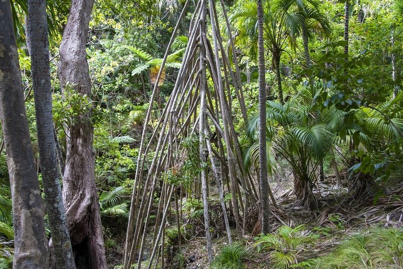 Pandanus forsteri, photographed by dhfischer
