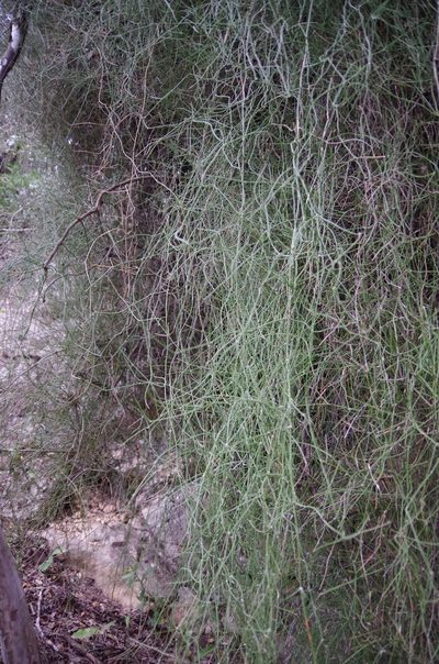 Ephedra pedunculata, photographed by Eric Knight