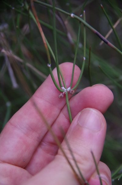 Ephedra pedunculata, photographed by Eric Knight