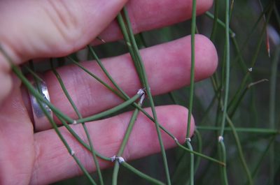 Ephedra pedunculata, photographed by Eric Knight