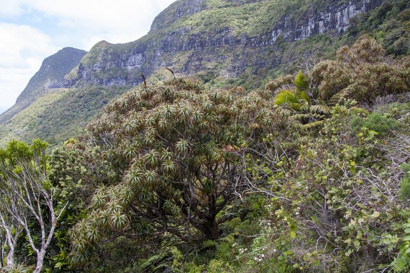 Dracophyllum fitzgeraldii, photographed by dhfischer