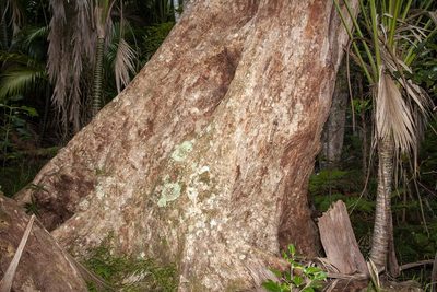 Syzygium fullagarii, photographed by dhfischer