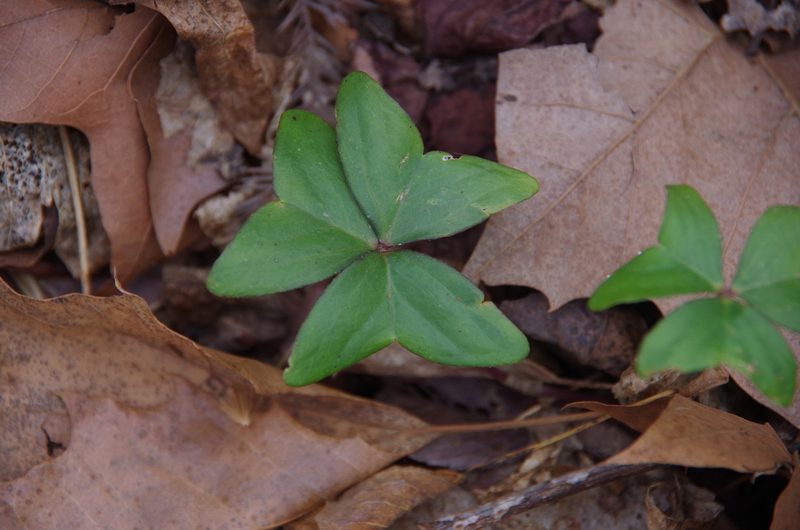 Oxalis dehradunensis, photographed by Eric Knight