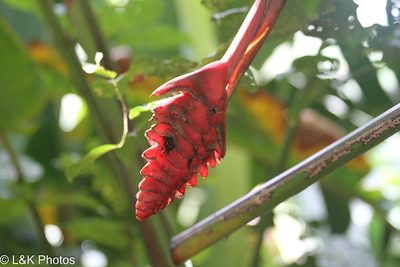 Heliconia mariae, photographed by lallen