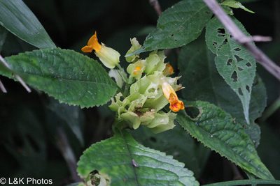 Chrysothemis friedrichsthaliana, photographed by lallen