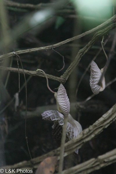 Aristolochia cordiflora, photographed by lallen