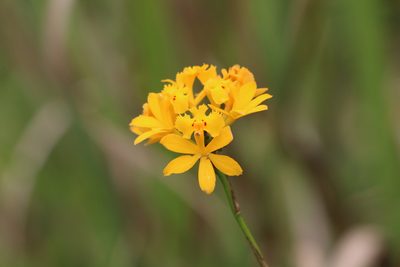 Epidendrum fulgens, photographed by B. Phalan