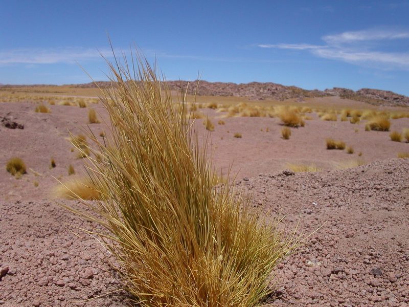 Festuca chrysophylla, photographed by Don Johnston