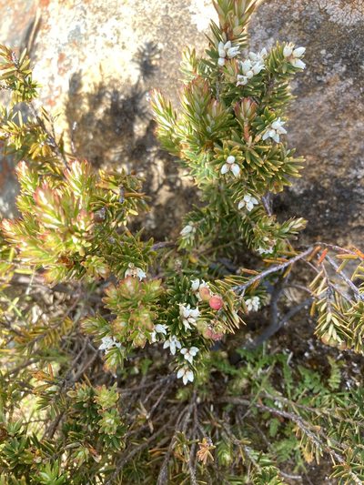 Acrothamnus montanus, photographed by krumpianking