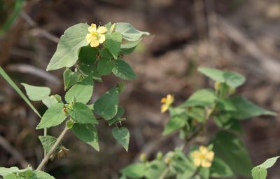 Abutilon viscosum, photographed by Lauren McLaurin