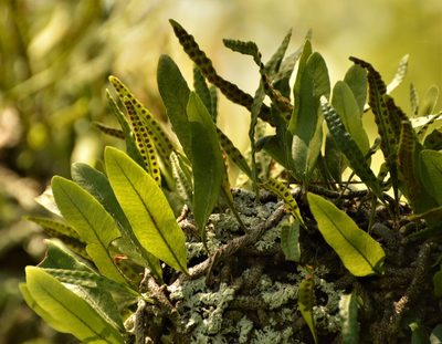 Microgramma mortoniana, photographed by Andrea Gantzer