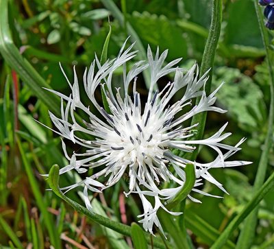 Centaurea napulifera, photographed by Kostas Zontanos