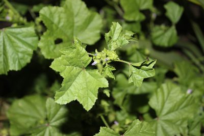 Malva nicaeensis, photographed by Joe Dillon