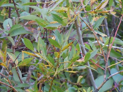 Salix boothii, photographed by Matt Lavin