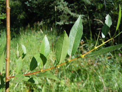 Salix boothii, photographed by Matt Lavin