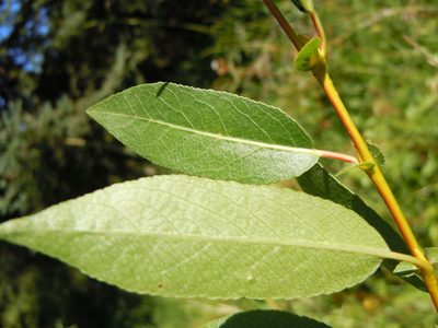 Salix boothii, photographed by Matt Lavin