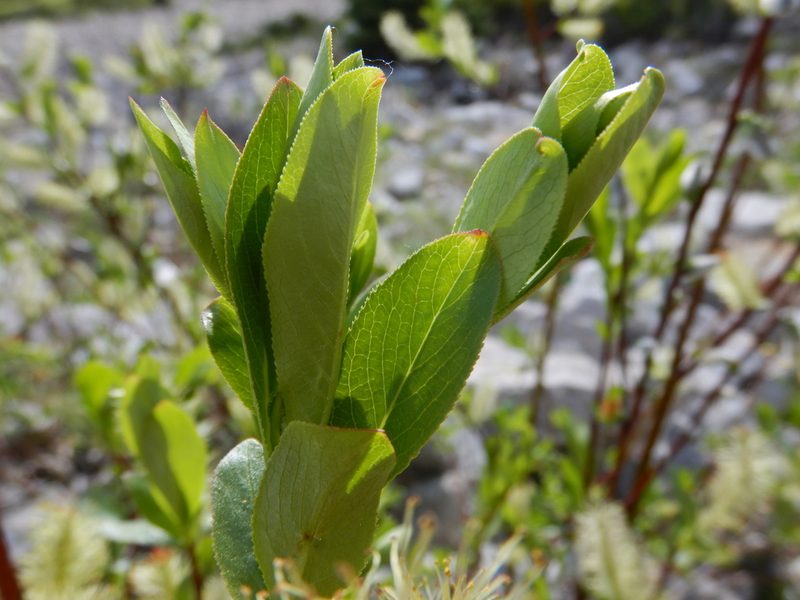 Salix boothii, photographed by Matt Lavin