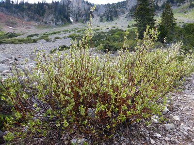 Salix boothii, photographed by Matt Lavin