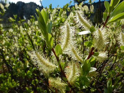 Salix boothii, photographed by Matt Lavin