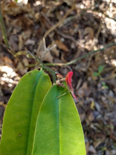 Euphorbia peritropoides, photographed by Jonathan Rodriguez