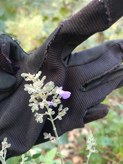Salvia thyrsiflora, photographed by Jonathan Rodriguez