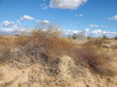 Eriogonum deserticola, photographed by Bob Miller