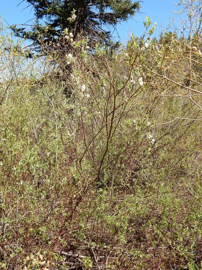 Salix drummondiana, photographed by Matt Lavin