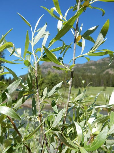 Salix drummondiana, photographed by Matt Lavin