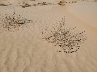 Dicoria canescens, photographed by Bob Miller